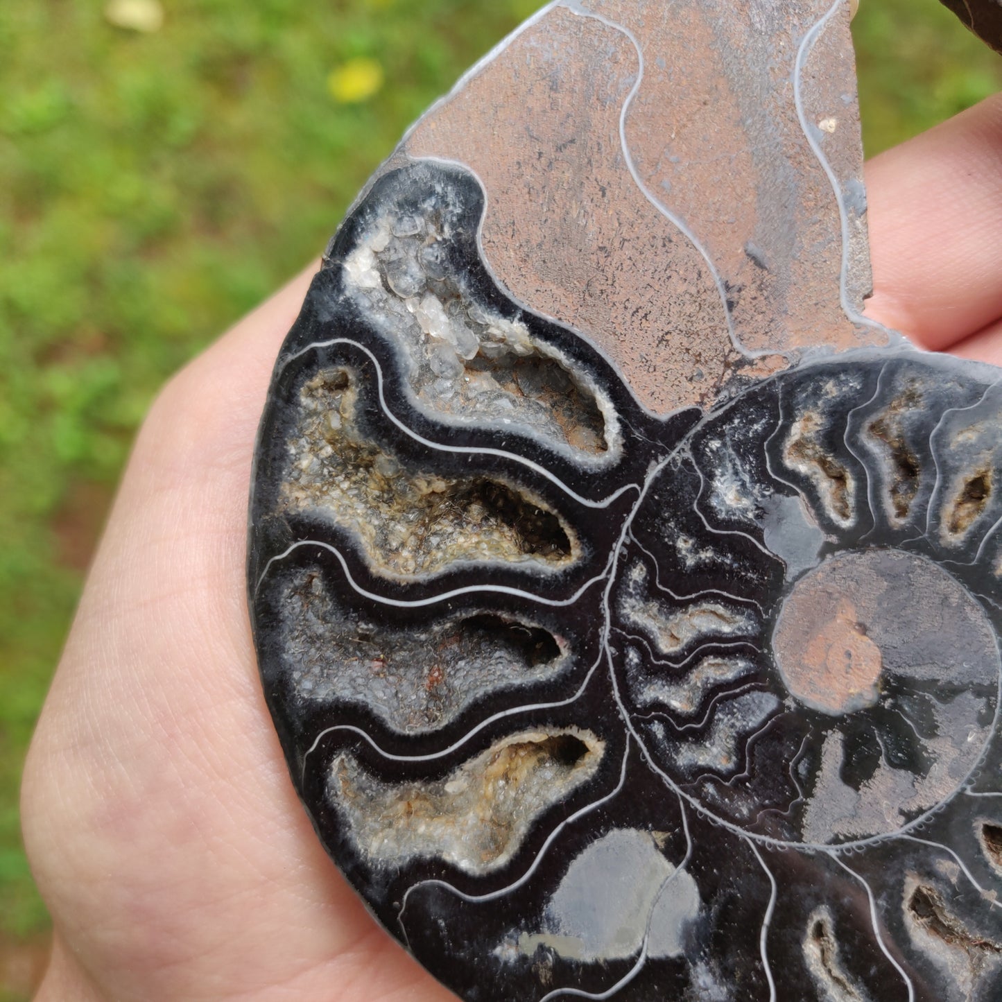 Black Ammonite Pair (#1)