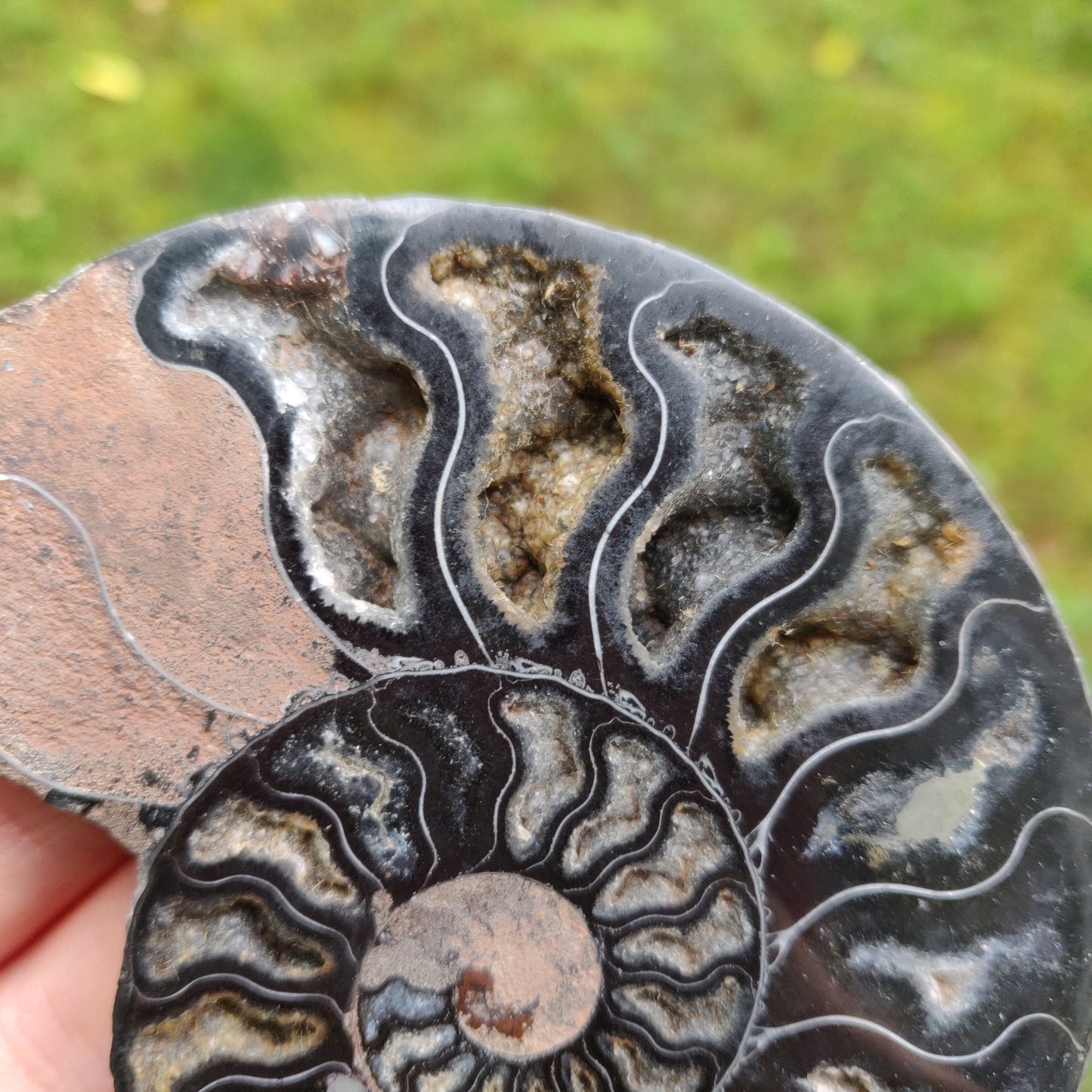 Black Ammonite Pair (#1)
