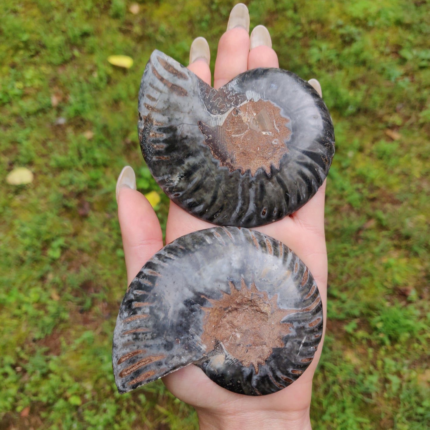 Black Ammonite Pair (#1)
