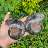 Black Ammonite Pair (#1)