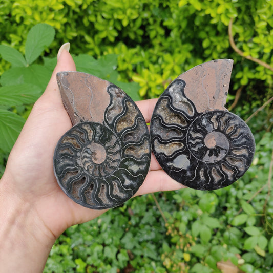Black Ammonite Pair (#1)