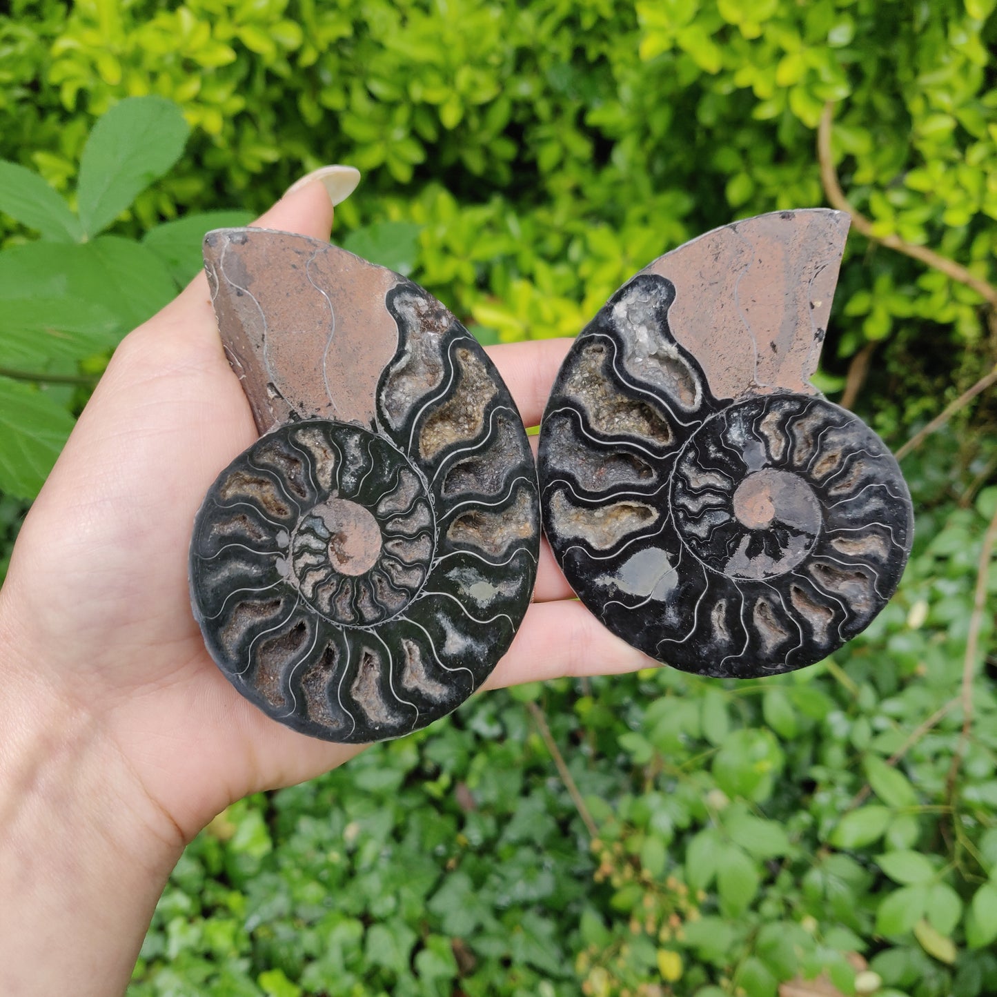 Black Ammonite Pair (#1)