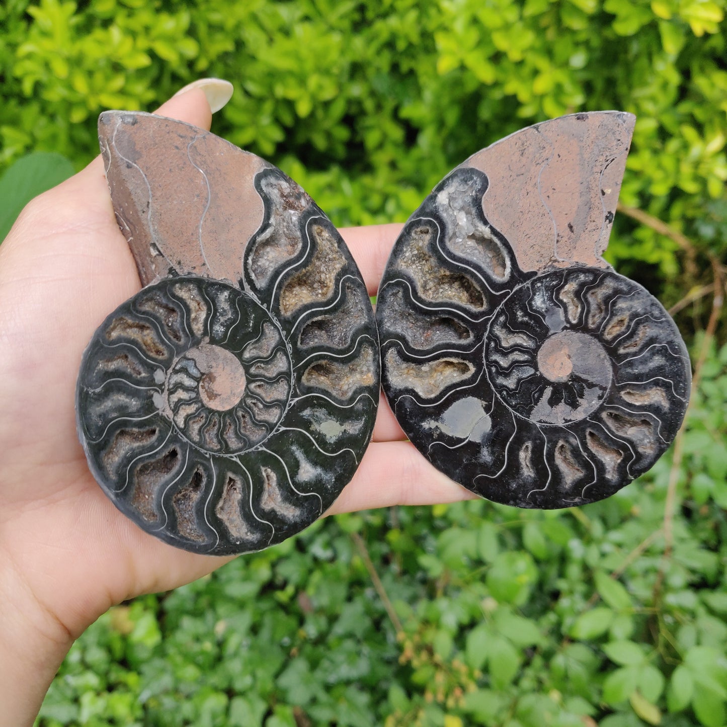 Black Ammonite Pair (#1)