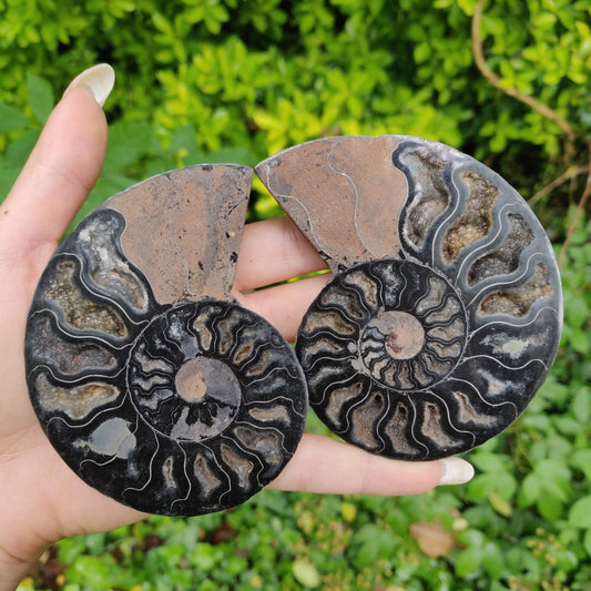 Black Ammonite Pair (#1)