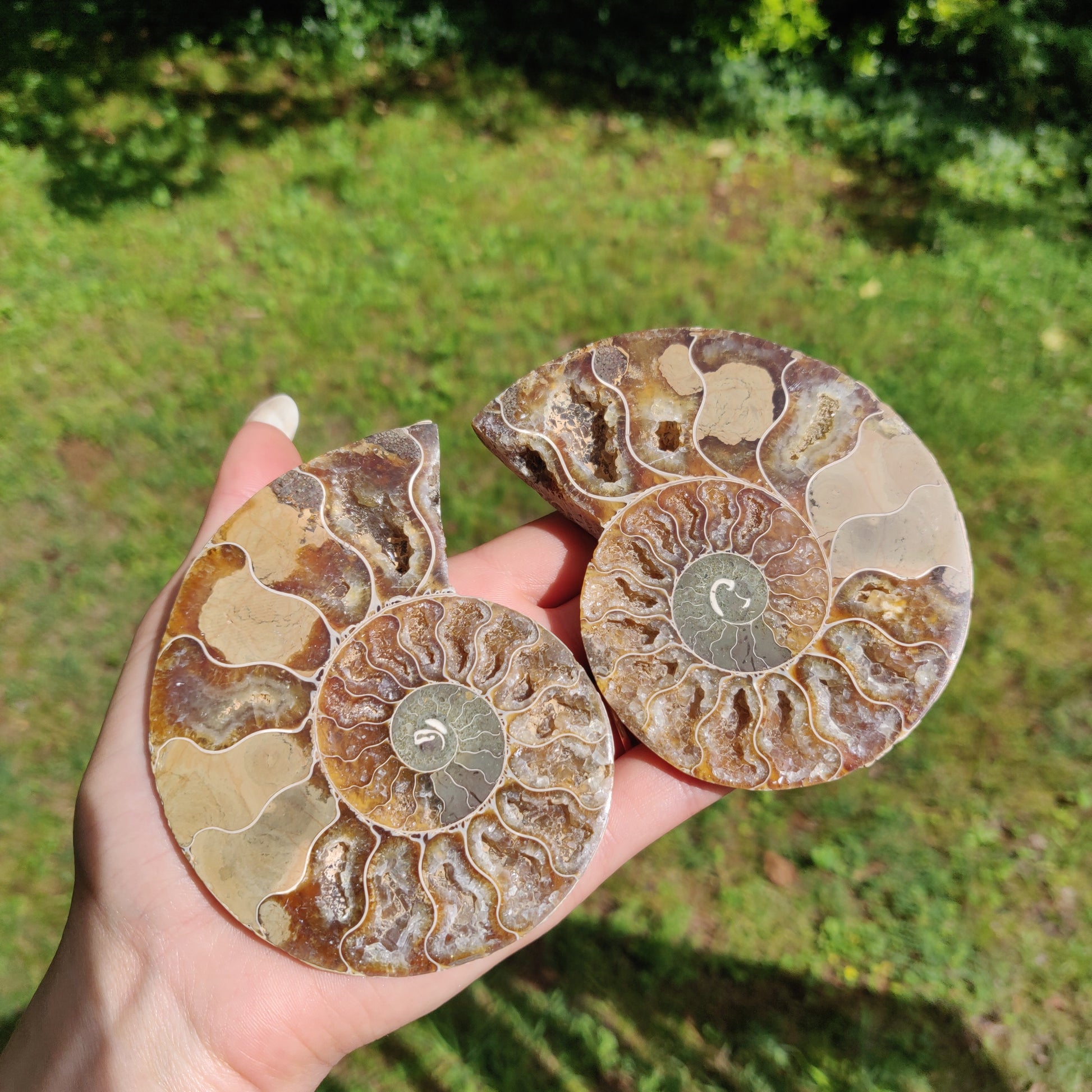 Ammonite Pair (#2) - Simply Affinity