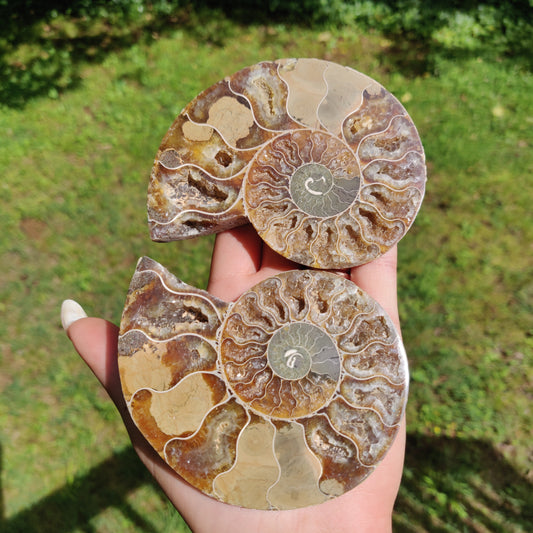 Ammonite Pair (#2) - Simply Affinity