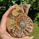 Ammonite Pair (#2) - Simply Affinity