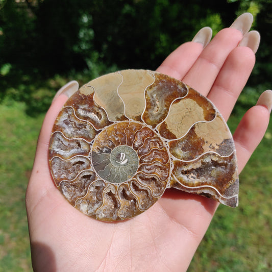Ammonite Pair (#2) - Simply Affinity