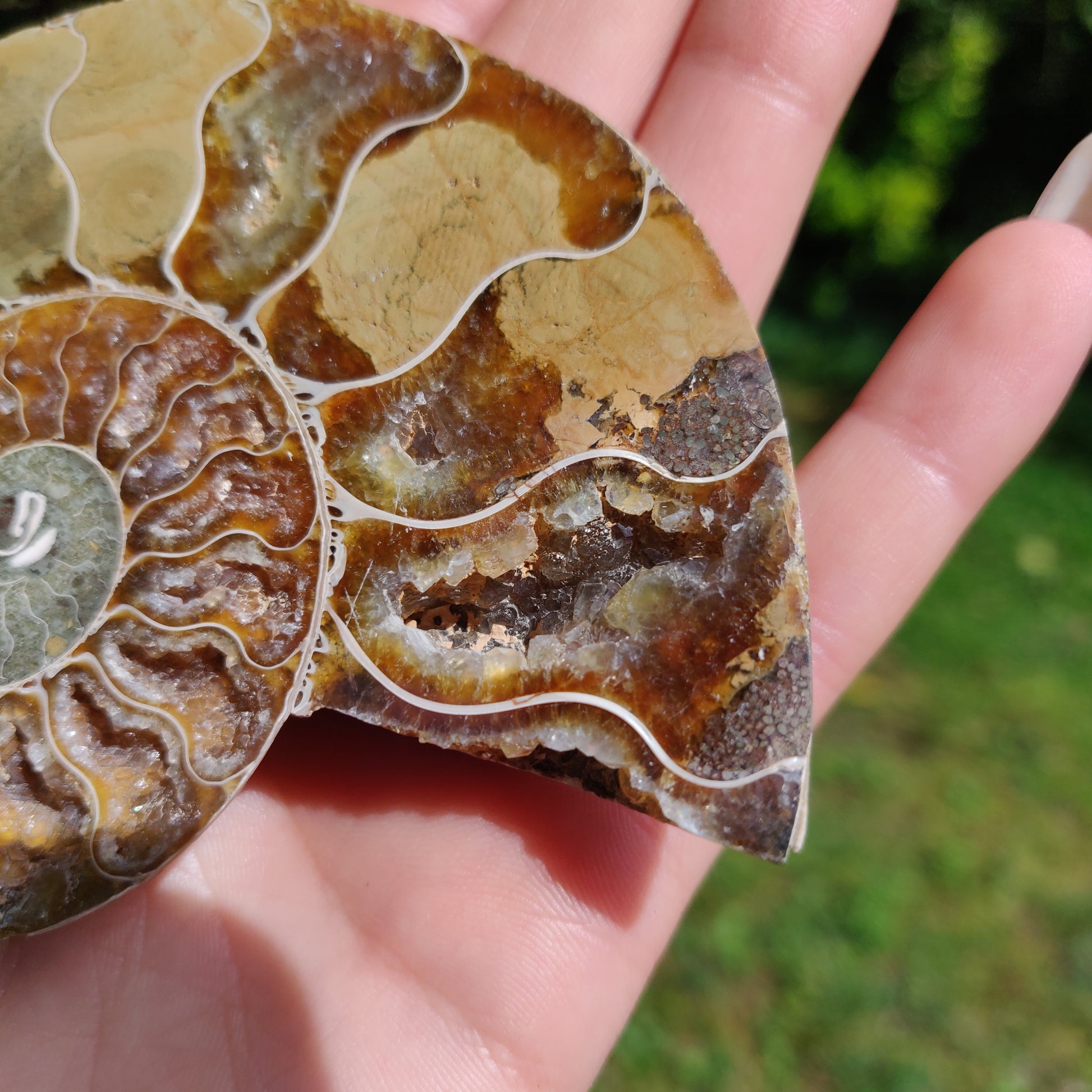 Ammonite Pair (#2) - Simply Affinity