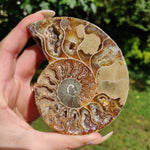 Ammonite Pair (#2) - Simply Affinity