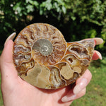 Ammonite Pair (#2) - Simply Affinity