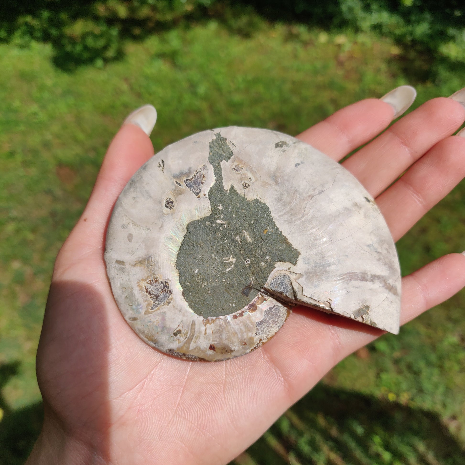Ammonite Pair (#2) - Simply Affinity