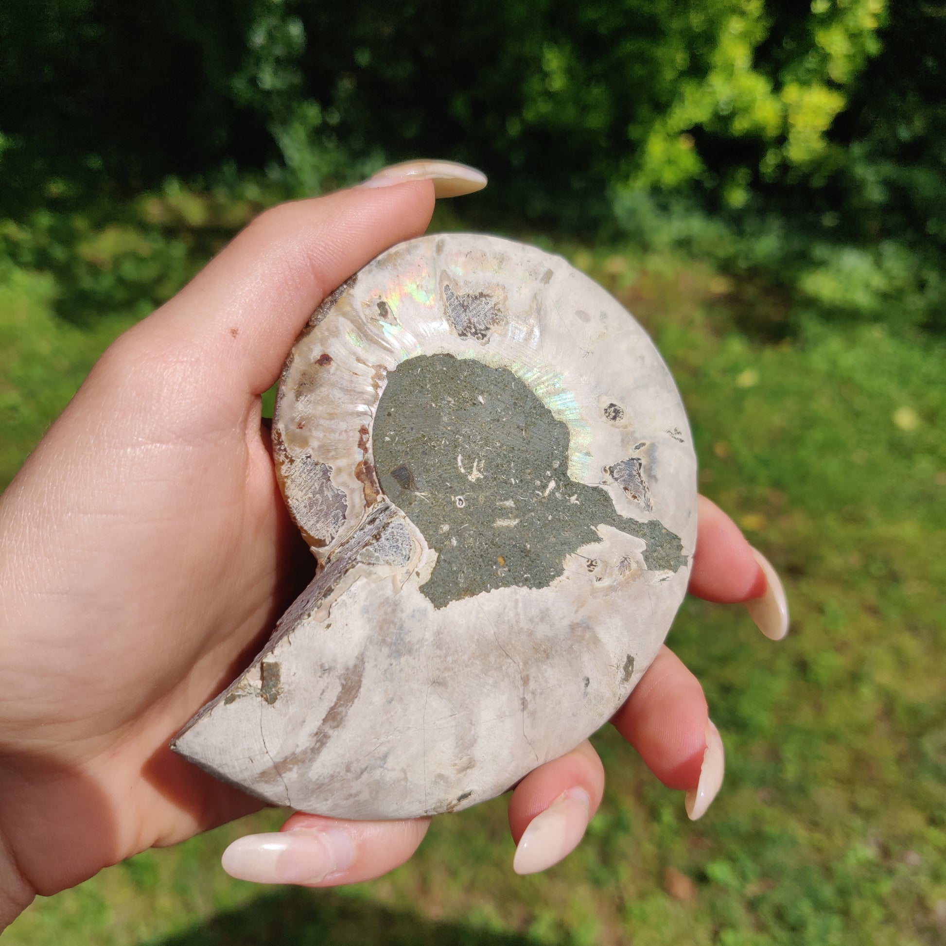 Ammonite Pair (#2) - Simply Affinity