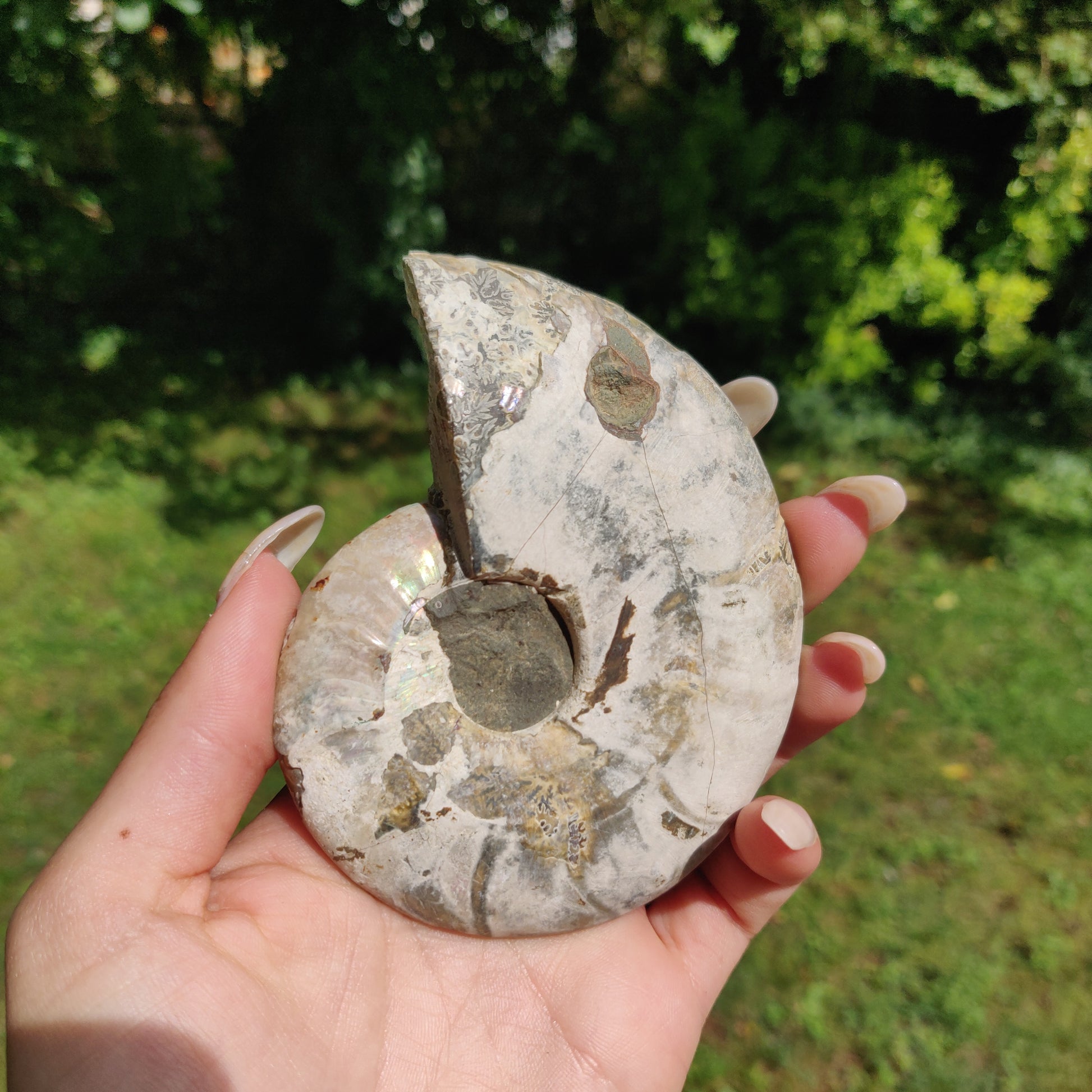 Ammonite Pair (#2) - Simply Affinity
