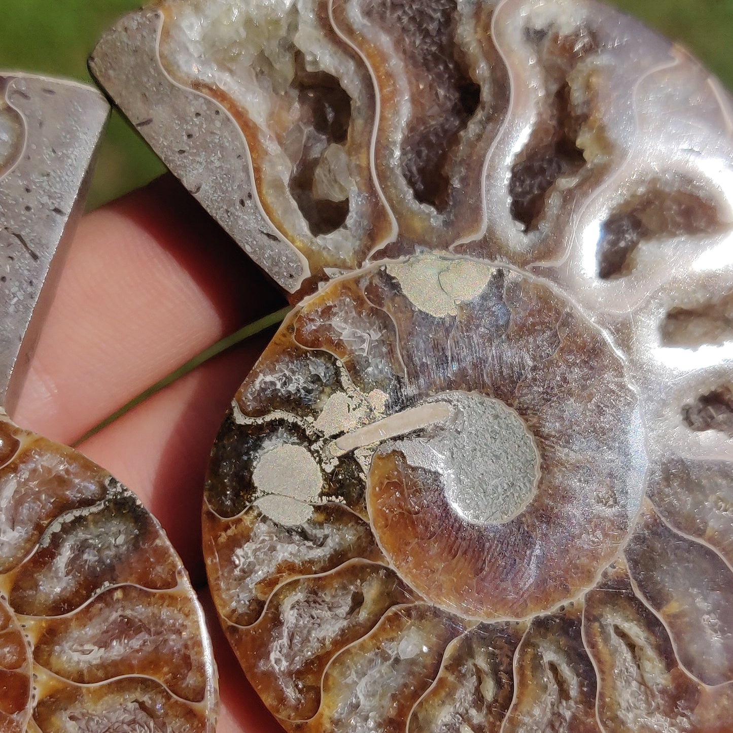 Ammonite Pair (#3) - Simply Affinity