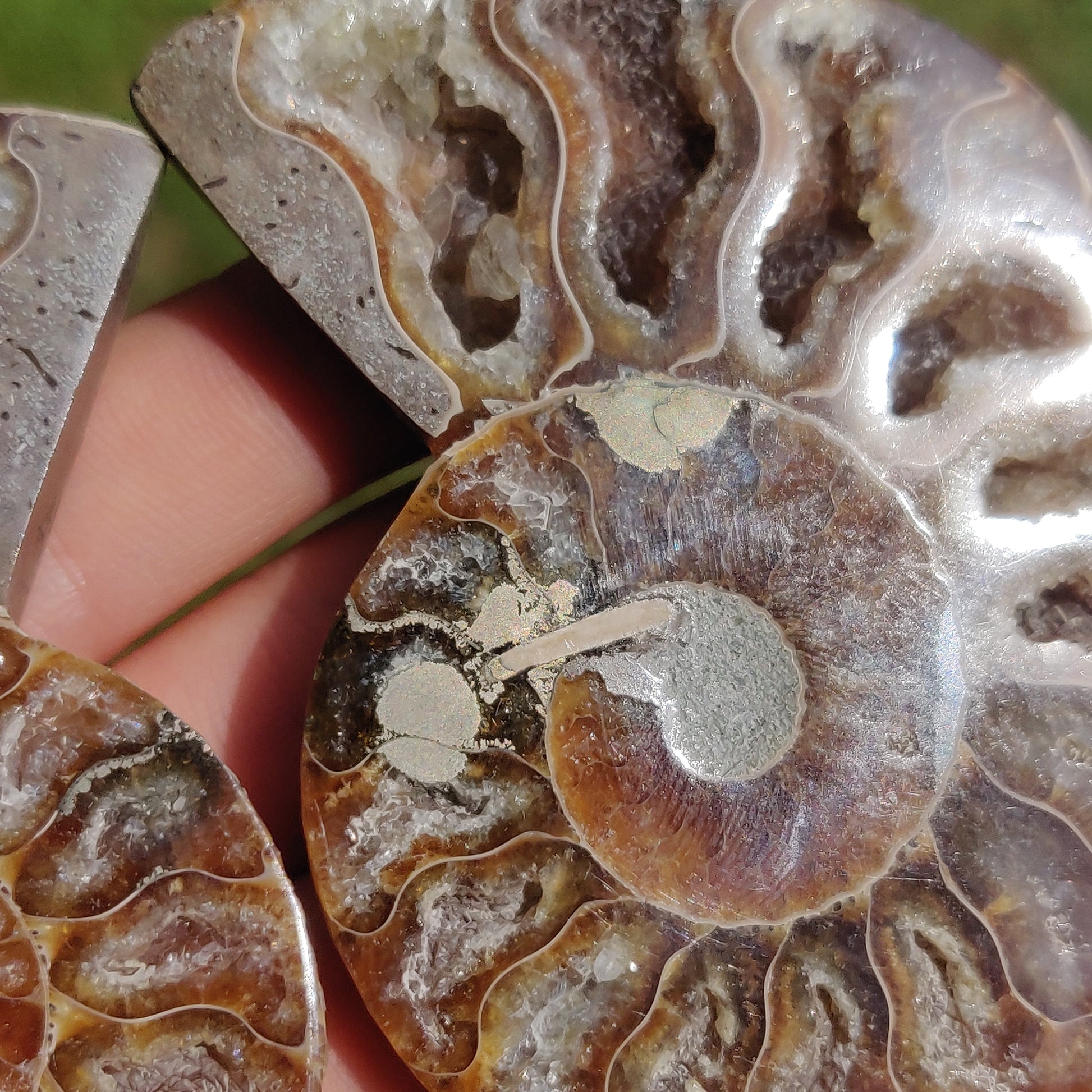 Ammonite Pair (#3) - Simply Affinity
