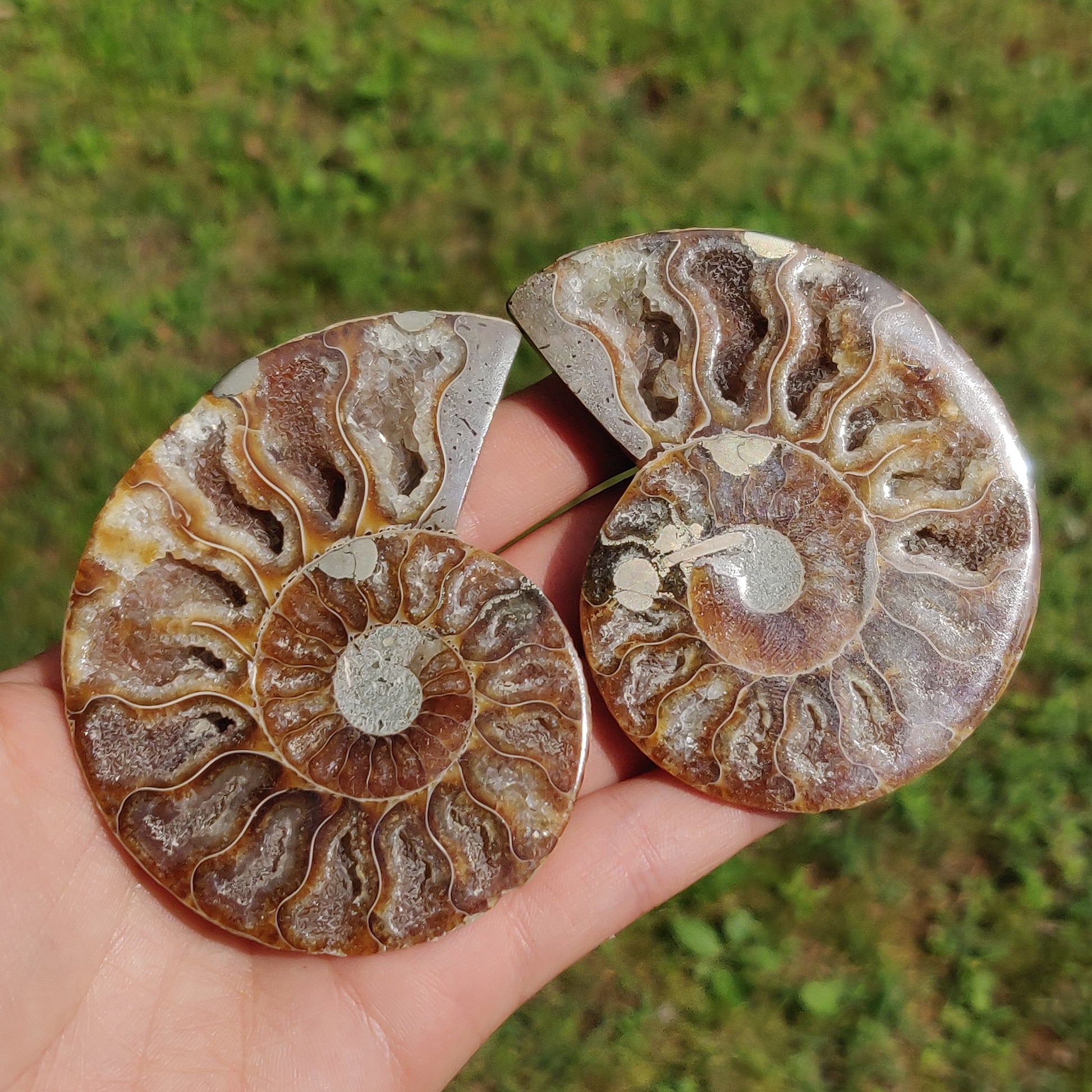 Ammonite Pair (#3) - Simply Affinity