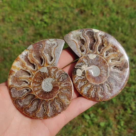 Ammonite Pair (#3) - Simply Affinity