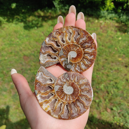 Ammonite Pair (#3) - Simply Affinity