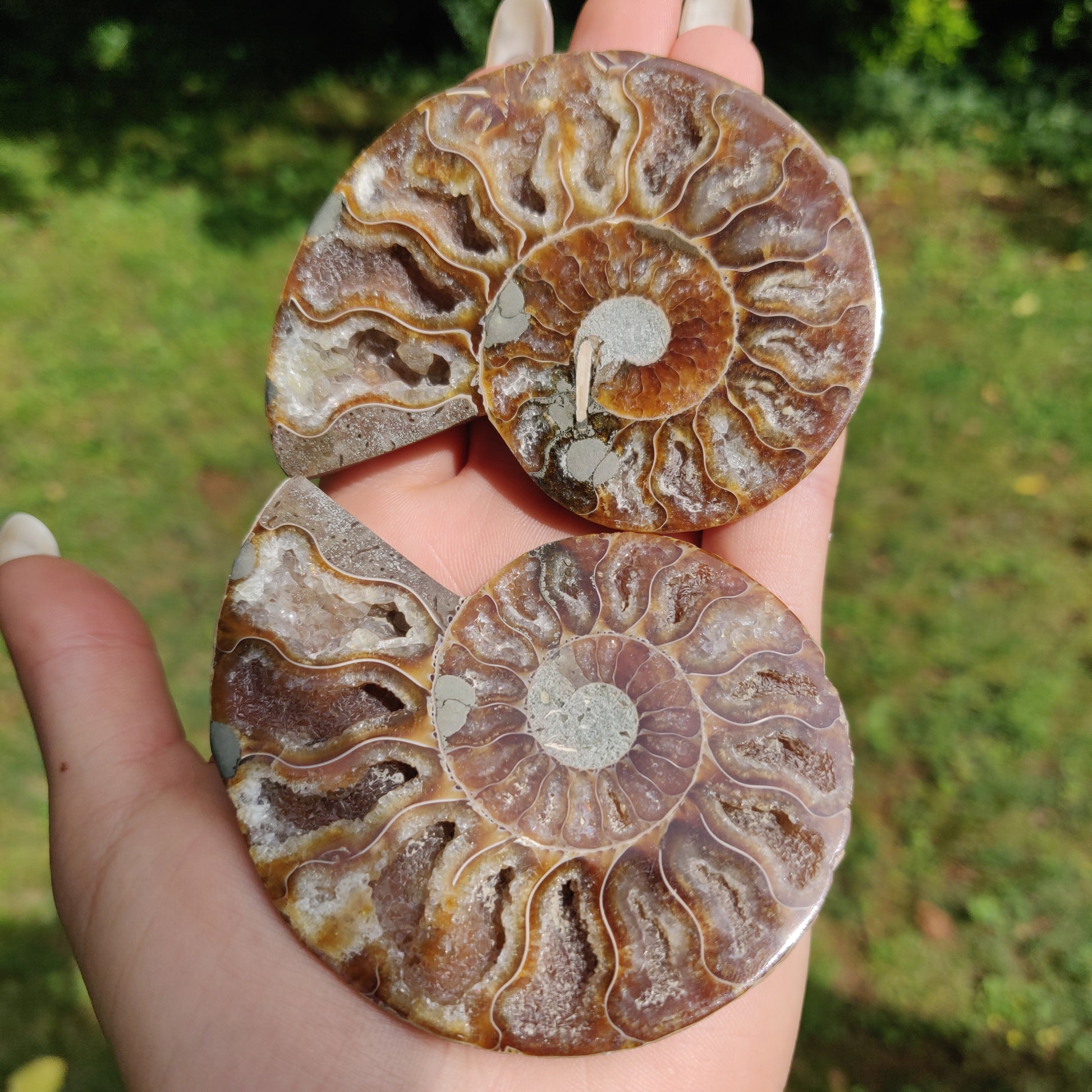Ammonite Pair (#3) - Simply Affinity