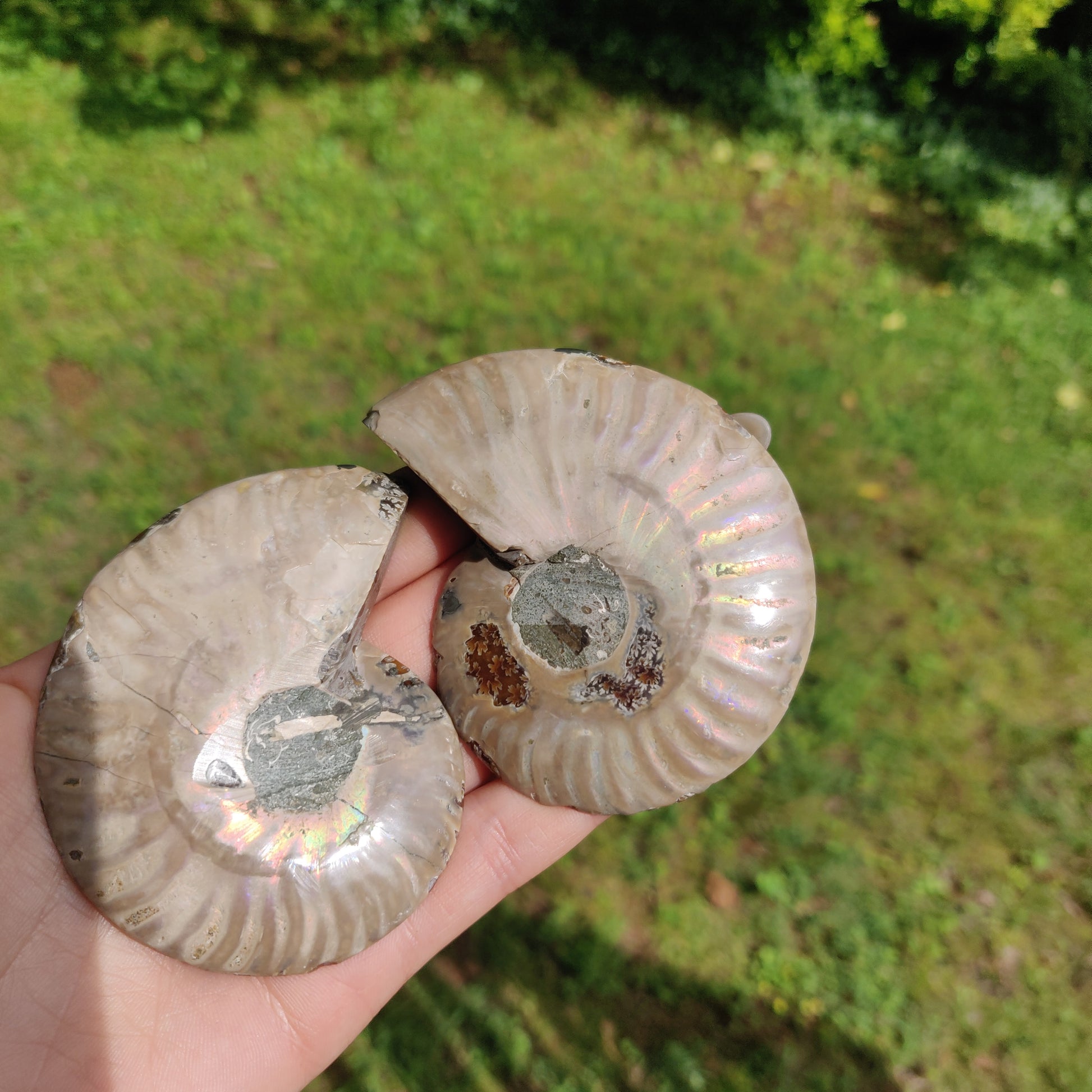 Ammonite Pair (#3) - Simply Affinity