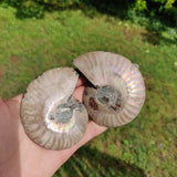 Ammonite Pair (#3) - Simply Affinity