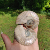 Ammonite Pair (#3) - Simply Affinity