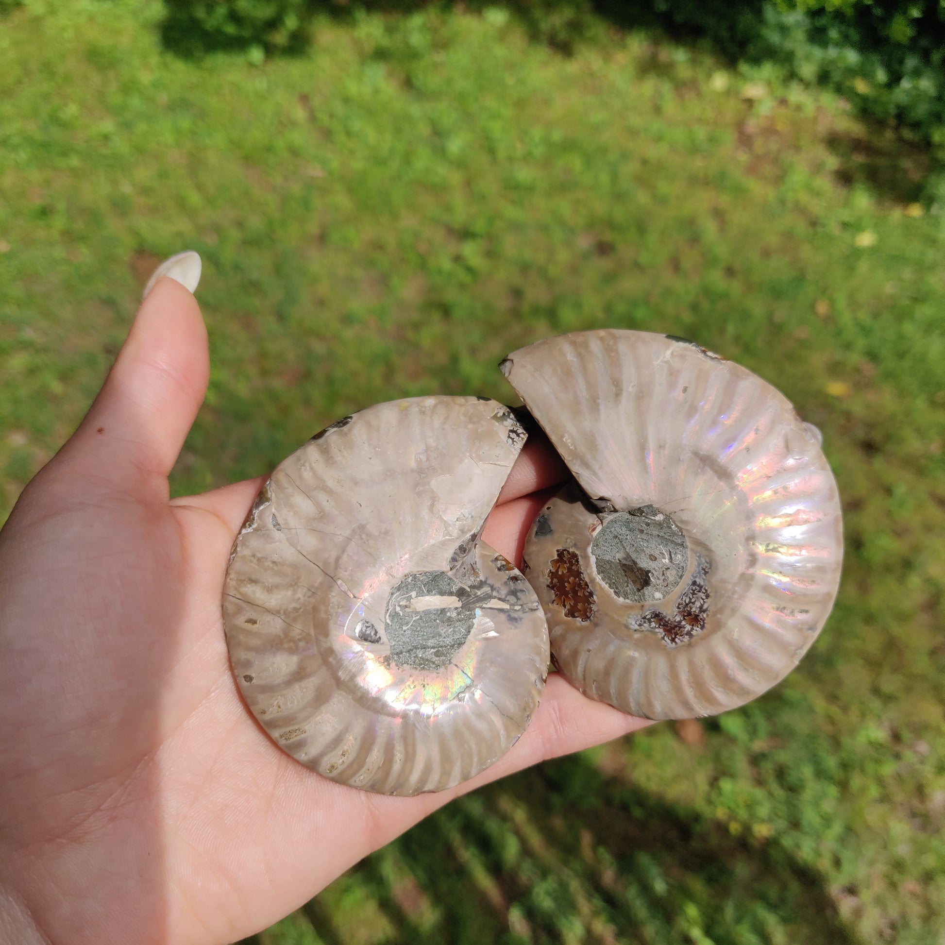 Ammonite Pair (#3) - Simply Affinity