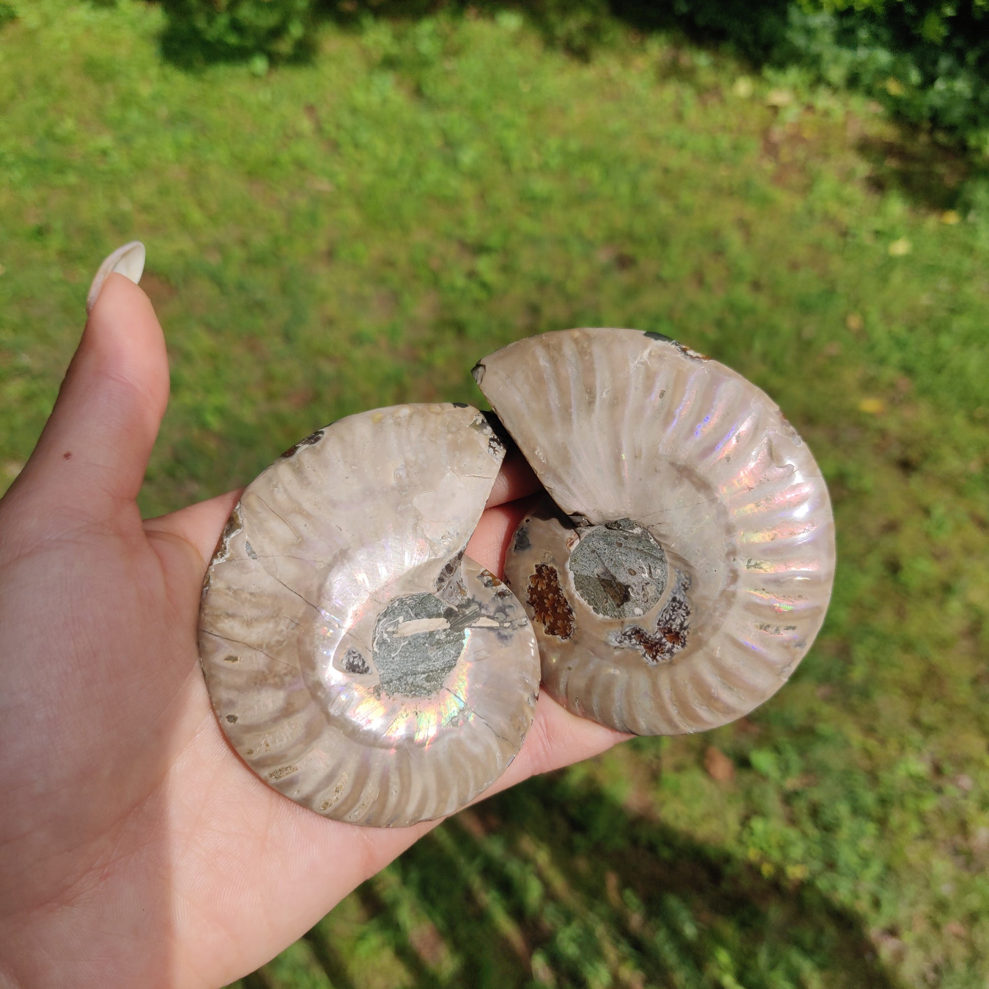 Ammonite Pair (#3) - Simply Affinity