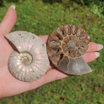 Opalized Ammonite Pair (#4)