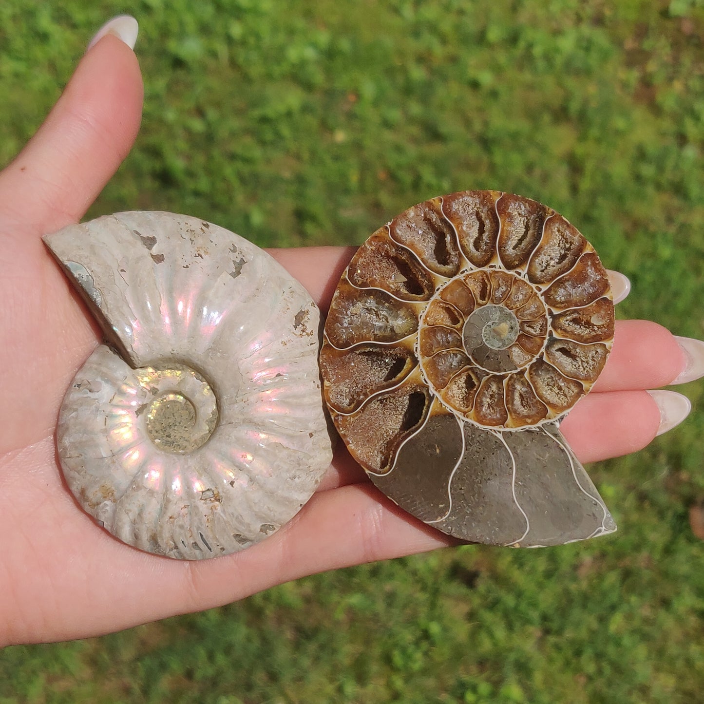 Opalized Ammonite Pair (#4)