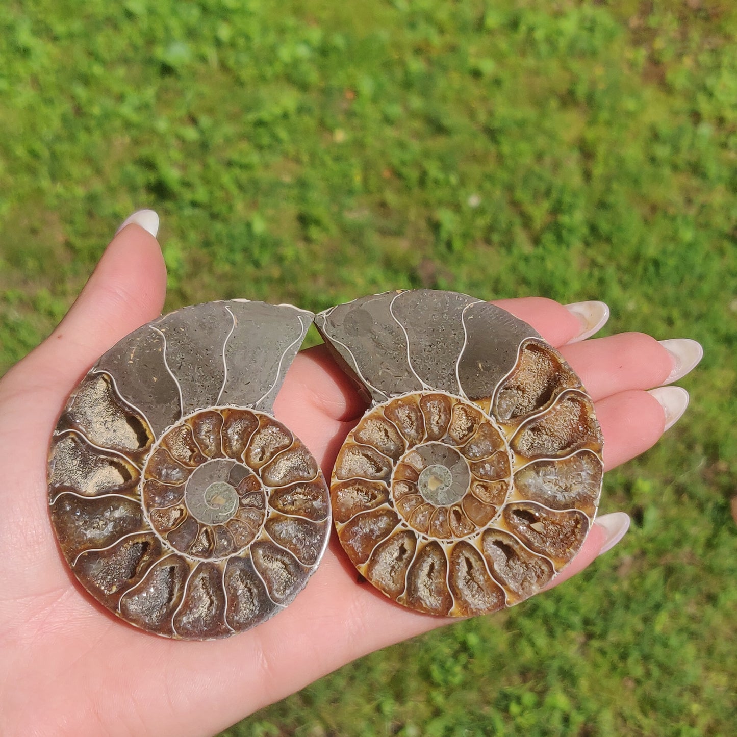 Opalized Ammonite Pair (#4)