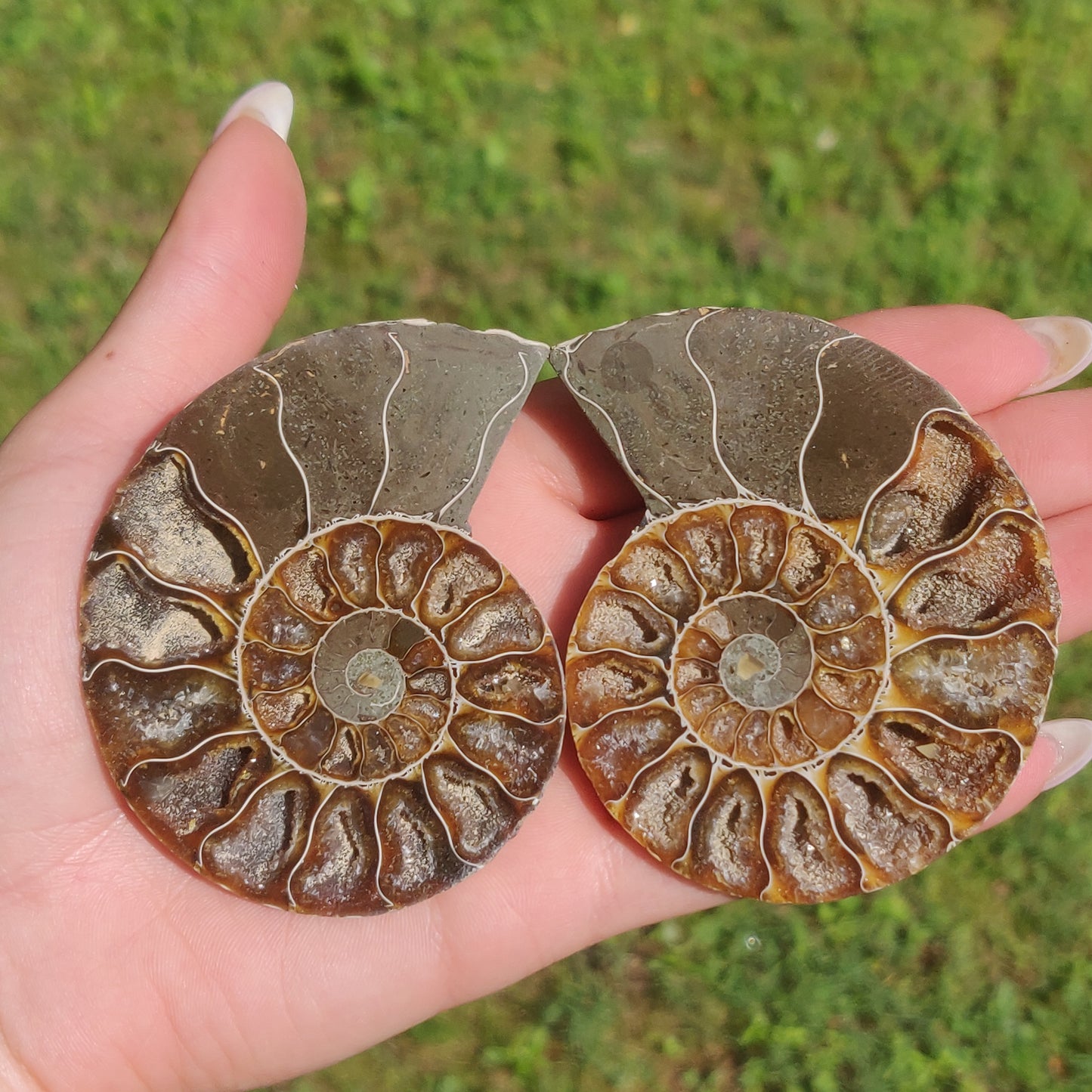 Opalized Ammonite Pair (#4)
