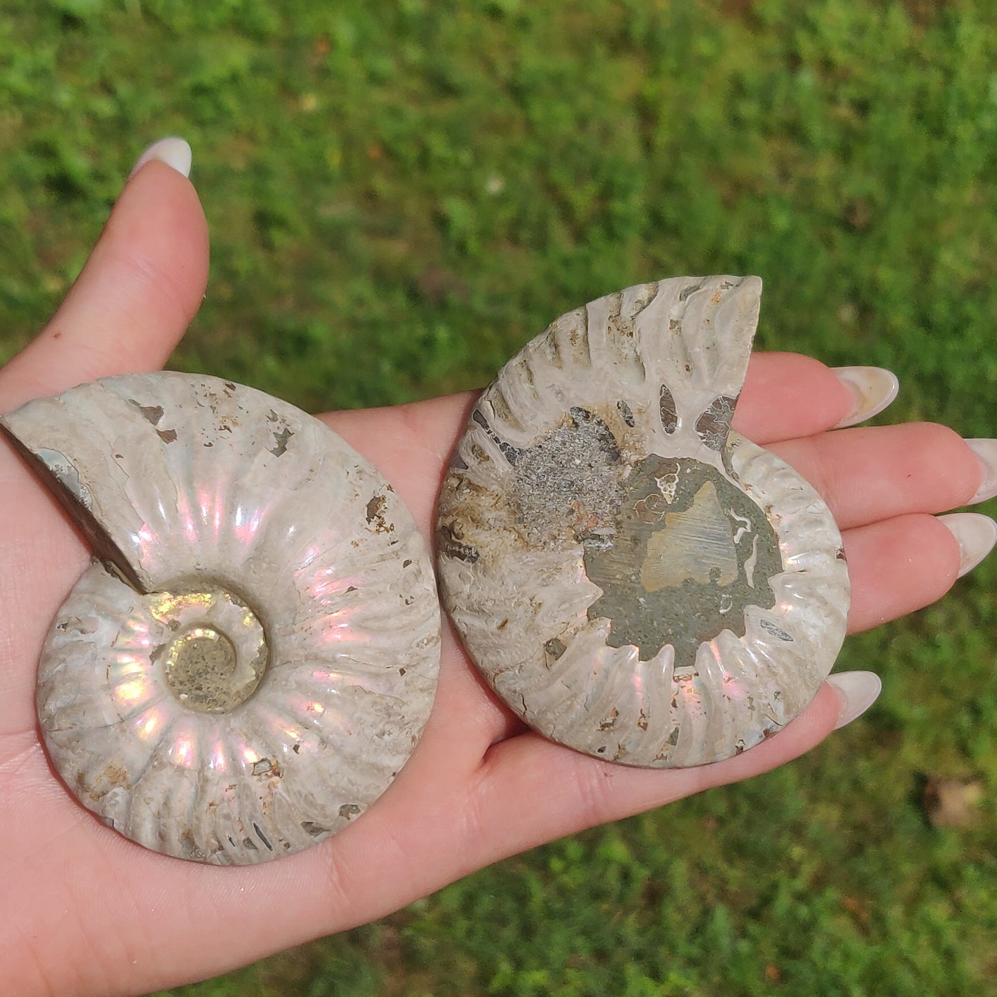 Opalized Ammonite Pair (#4)