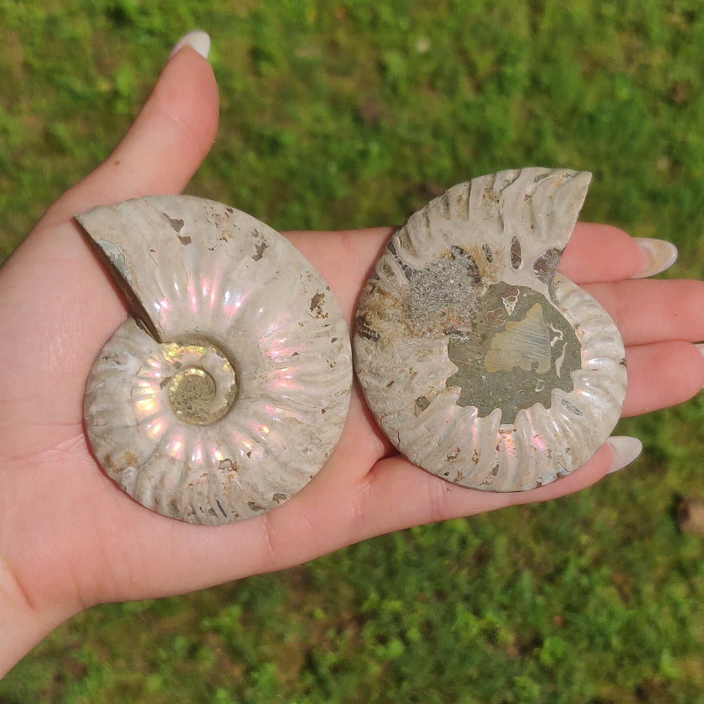 Opalized Ammonite Pair (#4)