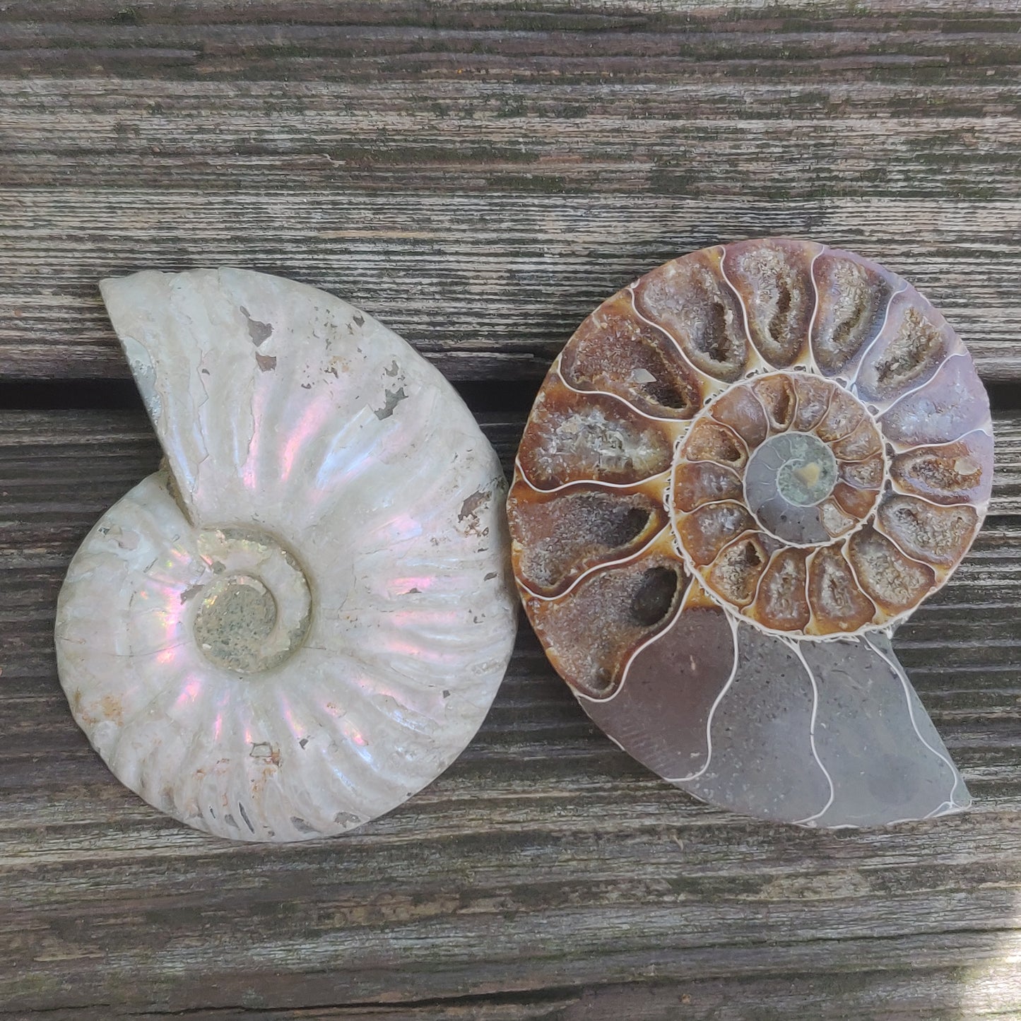 Opalized Ammonite Pair (#4)