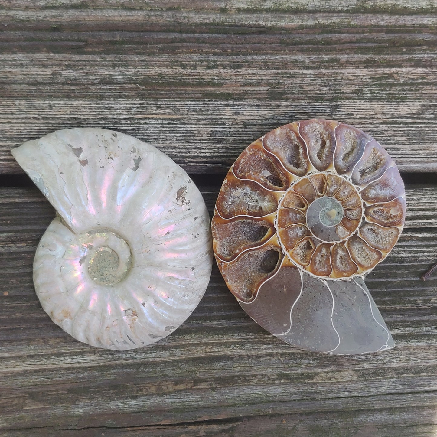 Opalized Ammonite Pair (#4)