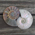 Opalized Ammonite Pair (#4)