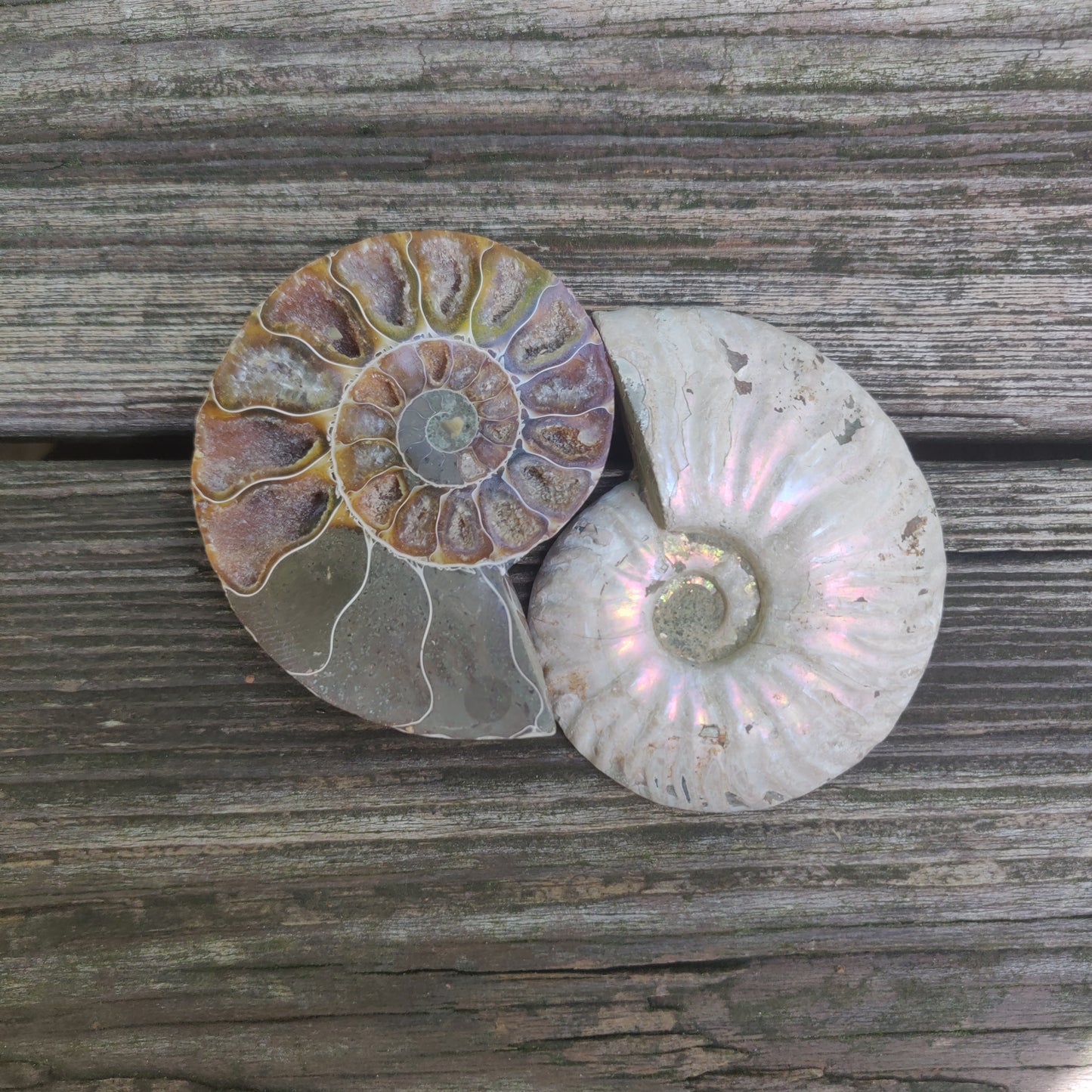Opalized Ammonite Pair (#4)