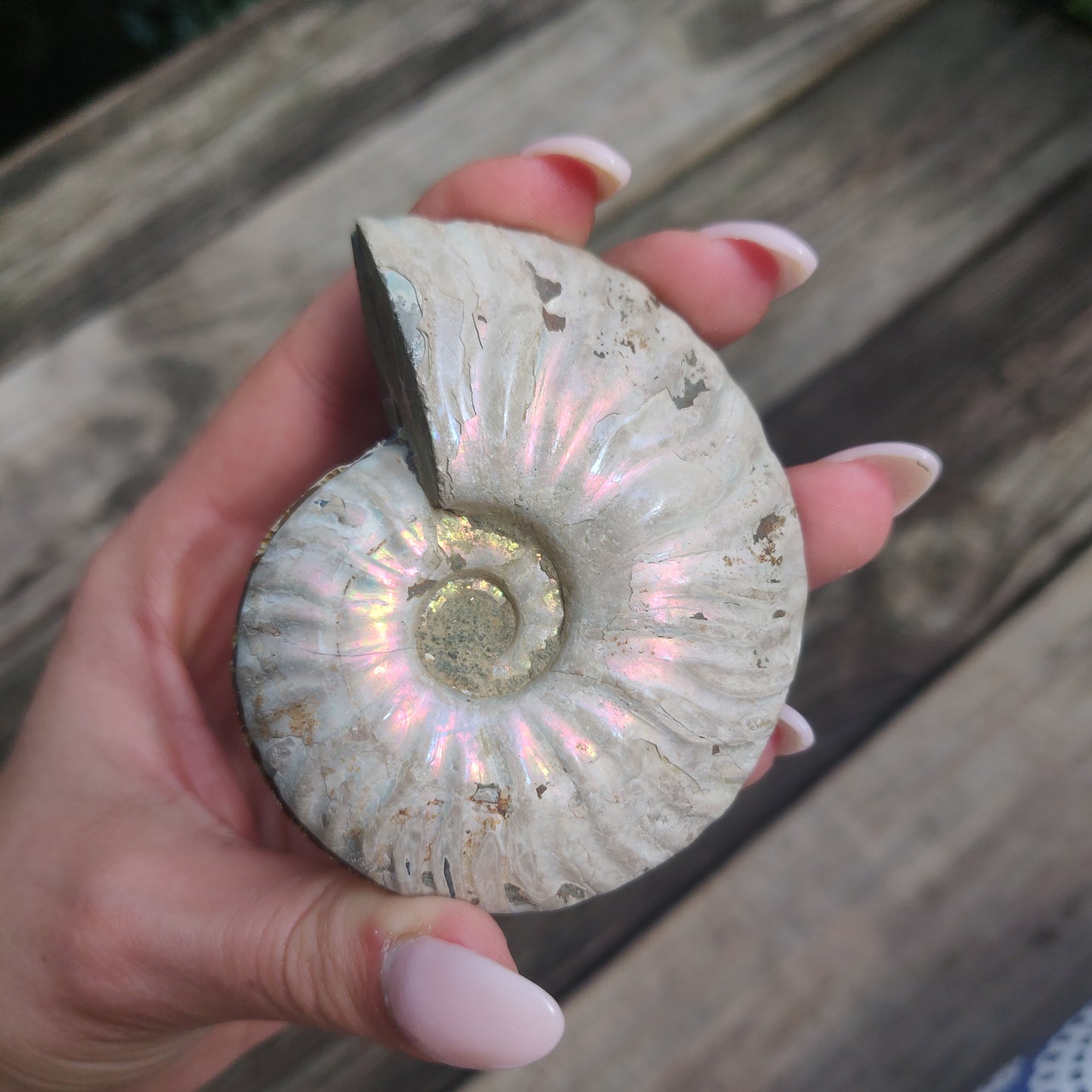 Opalized Ammonite Pair (#4)