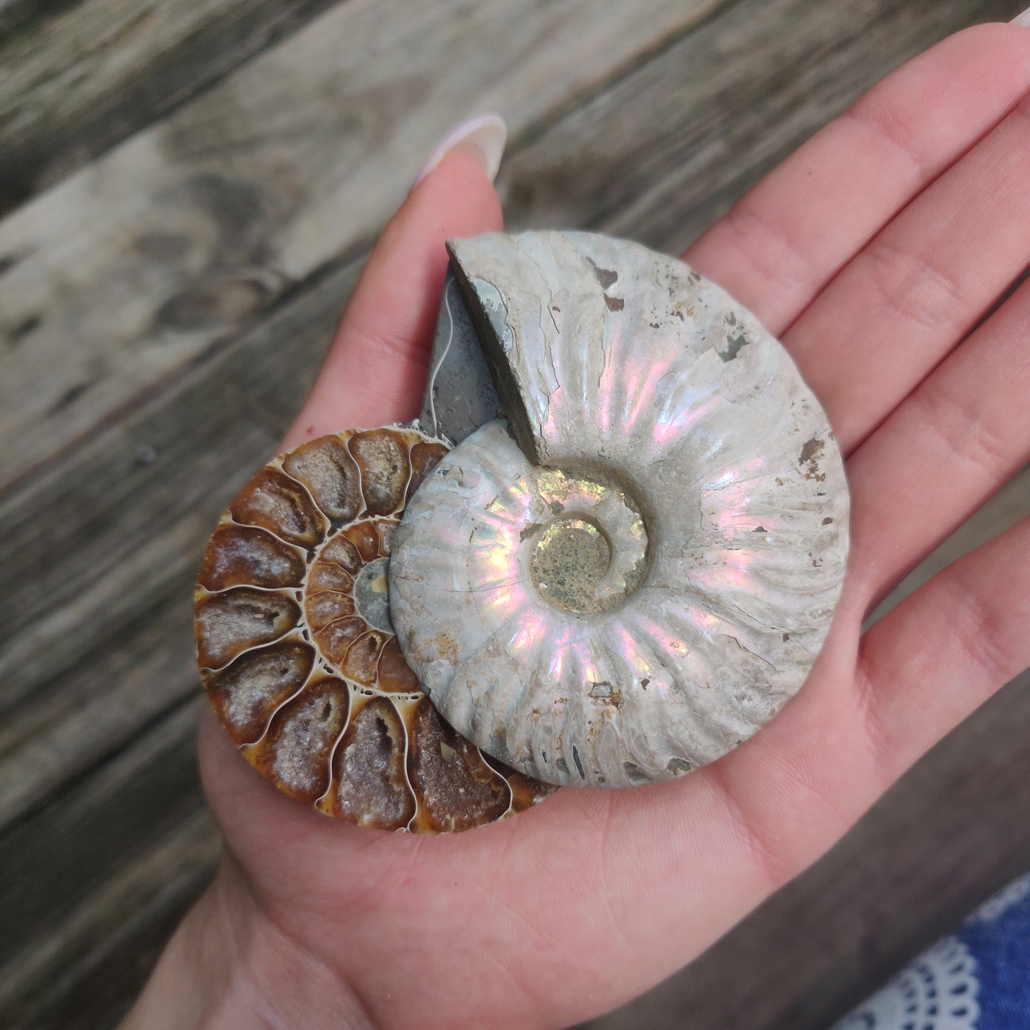 Opalized Ammonite Pair (#4)