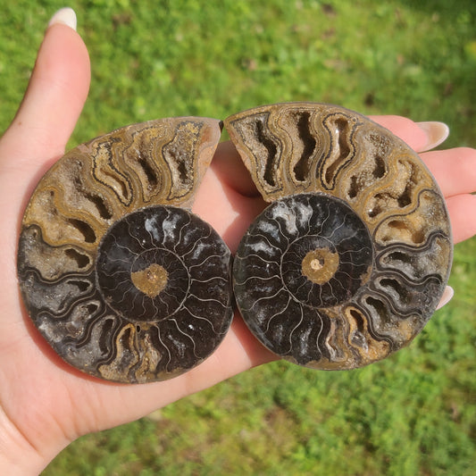Black Ammonite Pair (#3)