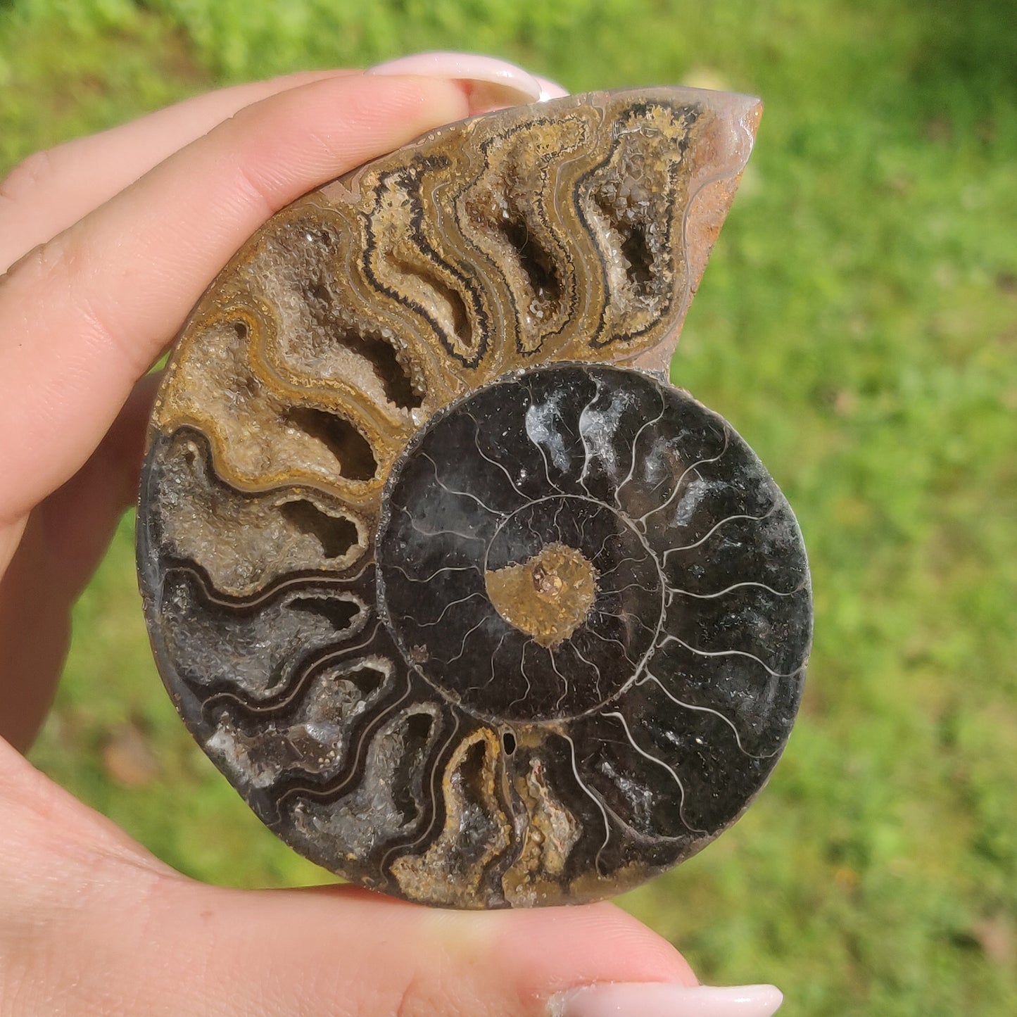 Black Ammonite Pair (#3)
