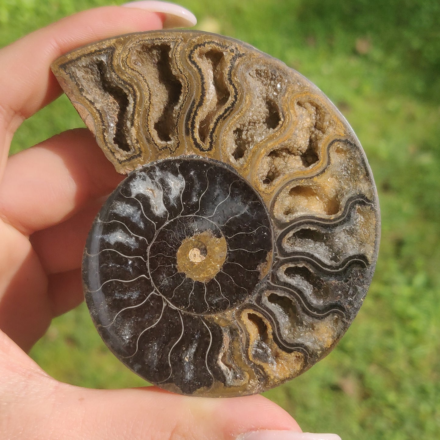 Black Ammonite Pair (#3)