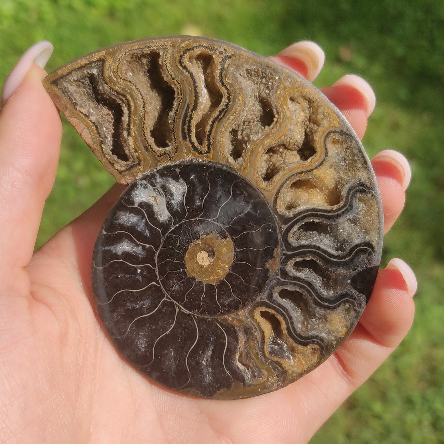 Black Ammonite Pair (#3)
