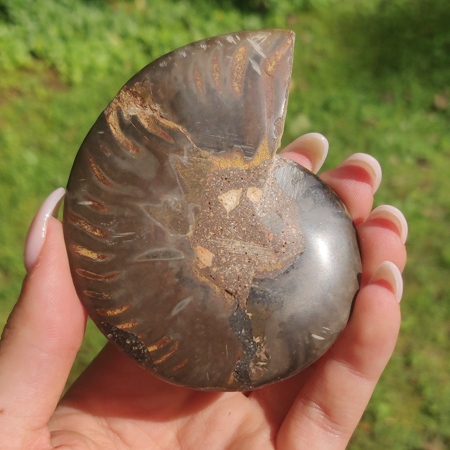 Black Ammonite Pair (#3)