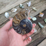 Black Ammonite Pair (#3)