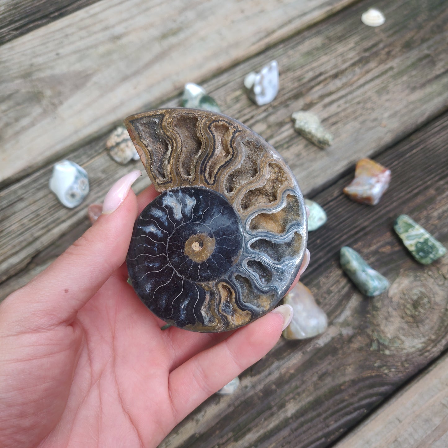 Black Ammonite Pair (#3)
