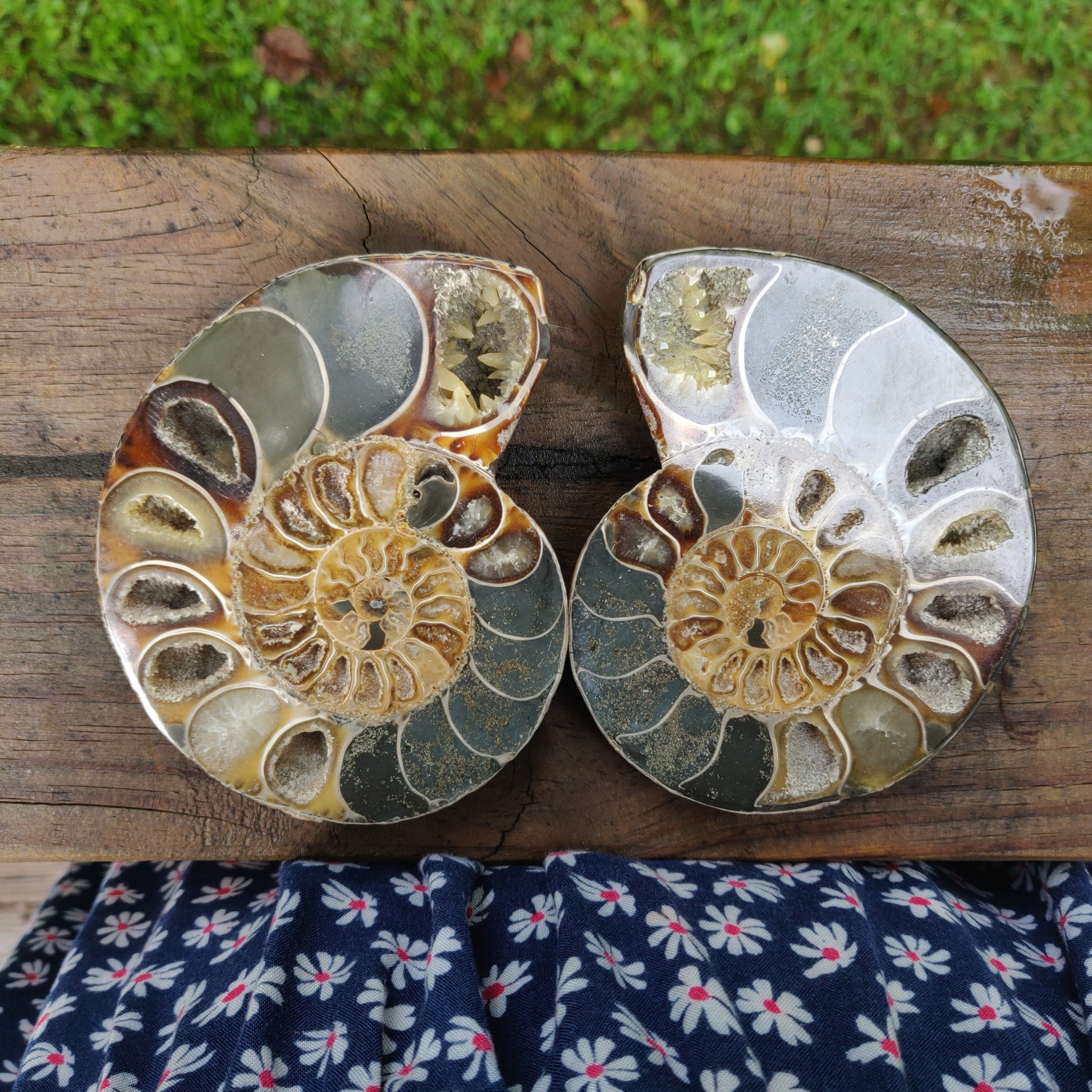 Ammonite Pair (#4) - Simply Affinity