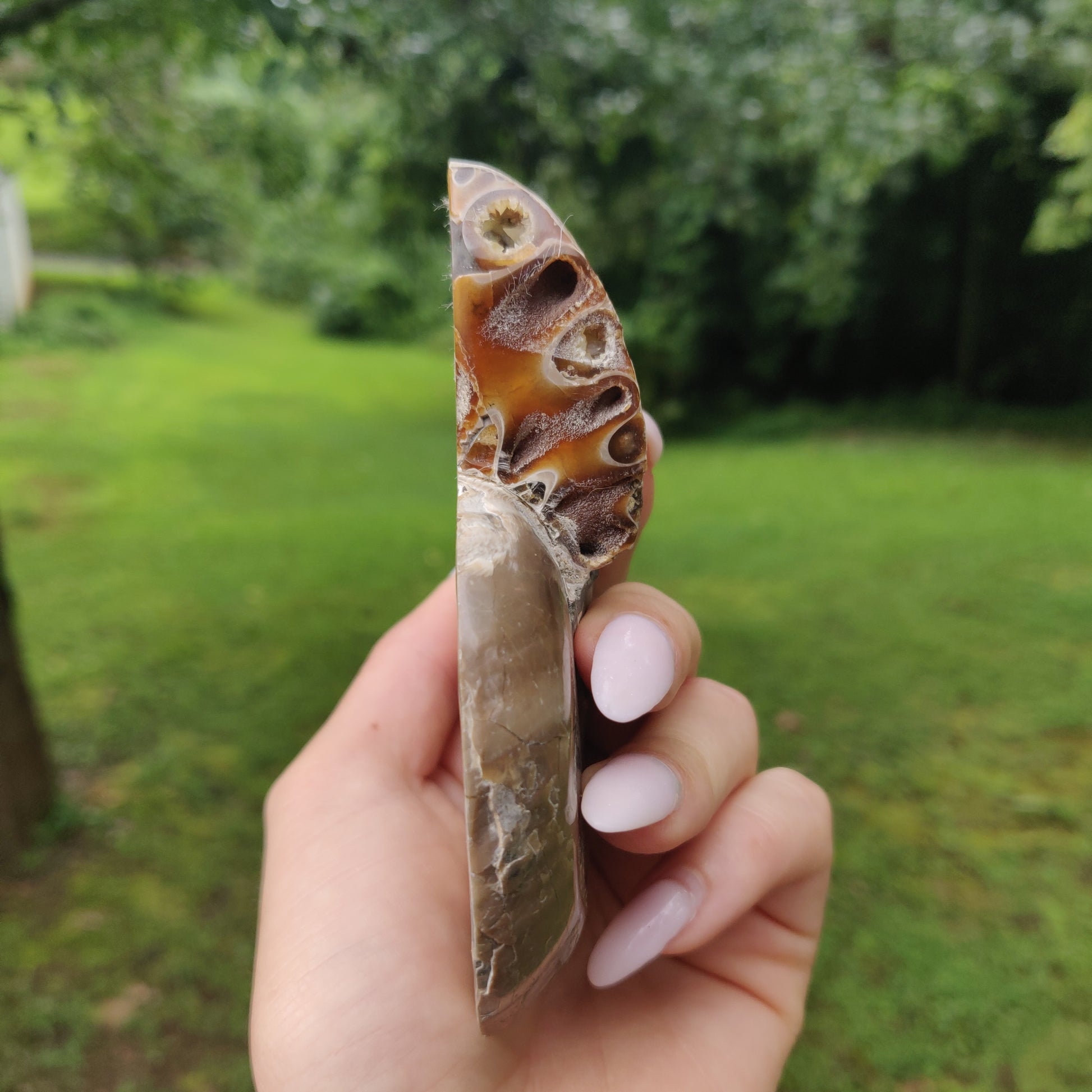 Ammonite Pair (#4) - Simply Affinity
